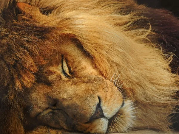 Sleeping lion — Stock Photo, Image