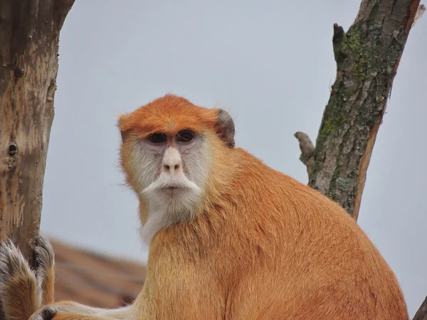 Hussar macaco animal no zoológico. — Fotografia de Stock