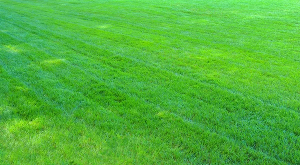 Fundo gramado verde . — Fotografia de Stock