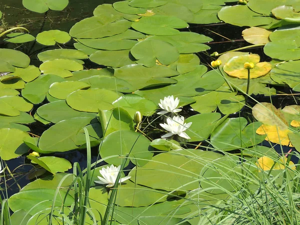 Белые лилии в пруду. — стоковое фото