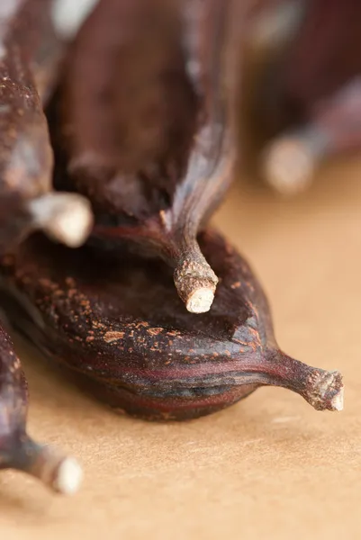 Carob, Ceratonia siliqua — Stock Photo, Image