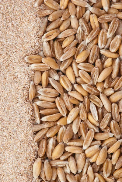 Dinkel wheat — Zdjęcie stockowe