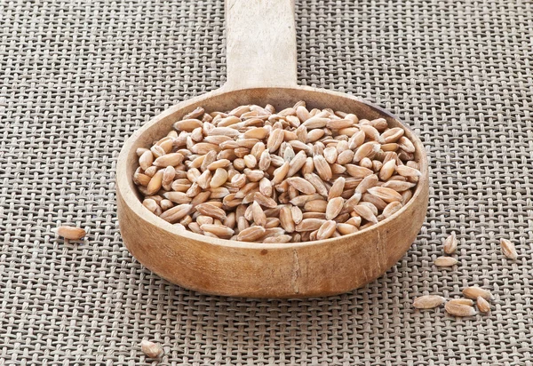 Dinkel wheat — Stock Photo, Image