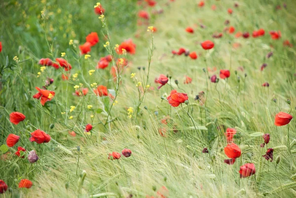 Mohnblumen — Stockfoto