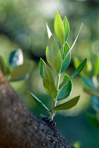 Olive branch — Fotografie, imagine de stoc