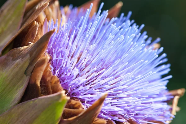 Artichoke Stock Picture