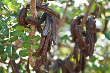 keçiboynuzu, ceratonia Jovinus'a