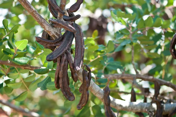 Szentjánoskenyér, ceratonia siliqua — Stock Fotó