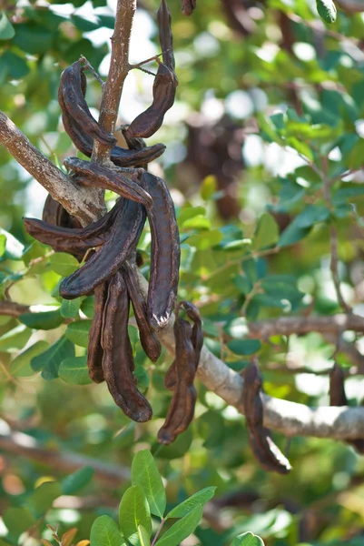 keçiboynuzu, ceratonia Jovinus'a