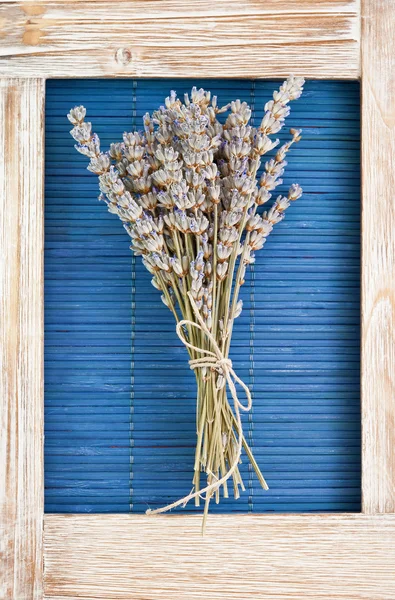 Lavanda — Foto de Stock