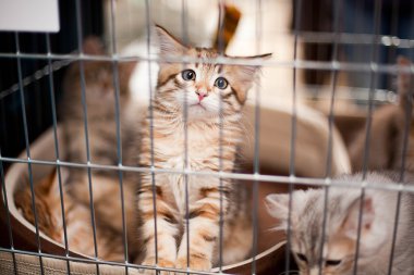 tutucu bir yavru kedi