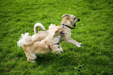 iki komik oynayan köpek