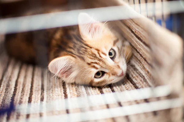Kitten lying in the cave — Stock Photo, Image