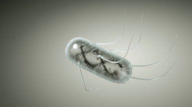 Escherichia Coli (E. Koli. ), gram-negatif çubuk şekilli bakteri, bağırsak normal bitkisinin bir parçası ve ishalin nedensel faktörü ve çeşitli bölgelerde iltihaplanma, 3 boyutlu illüstrasyon