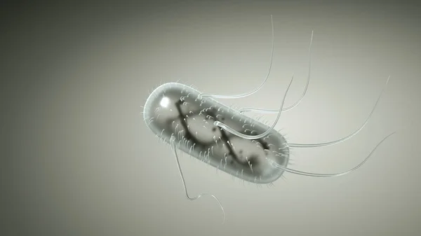 Escherichia Coli (E. Coli.), gram-negative rod-shaped bacteria, part of the intestinal normal flora and the causative agent of diarrhea and inflammation of various locations, 3D illustration