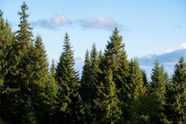 Güzel sonbahar manzarası dağlarla kaplı kozalaklı orman. Great Smoky Dağları Ulusal Parkı, Ukrayna. 