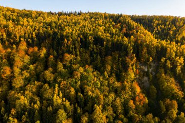 Sonbahar renklerine boyanmış ağaçlarla kaplı Karpatlar 'ın tepeden aşağı hava manzarası sonbahar yapraklarının muhteşem sıcacık renkleri