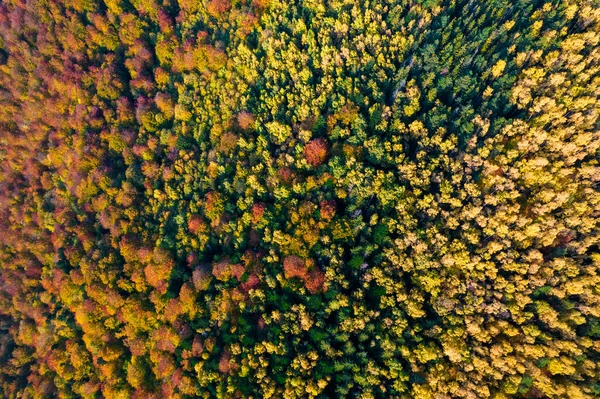 Сверху Вниз Воздушный Вид Карпаты Покрытые Деревьями Окрашенными Осенние Цвета — стоковое фото