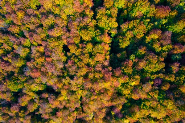 Vista Aérea Cima Para Baixo Das Montanhas Dos Cárpatos Cobertas — Fotografia de Stock