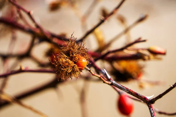 close-up shot of dog rose plant on natural background