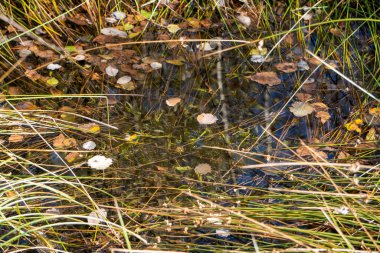 İlkbahar seli sırasında yeşil çimlerin yakın plan çekimi