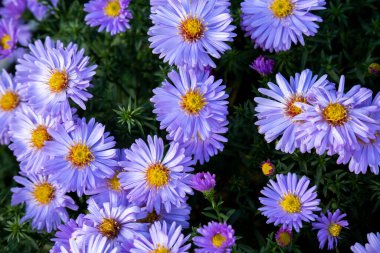 Mavi Paskalya bayramı ya da kasımpatı, çiçek arkaplanı