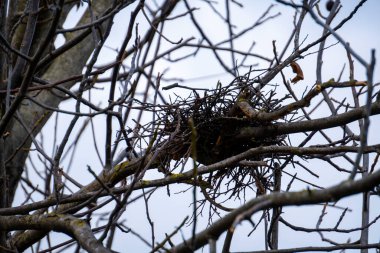 Ağaçta yaprakları dökülmüş bir kuş yuvası. Kuşların ekosistemi. Sonbahar arkaplanı.