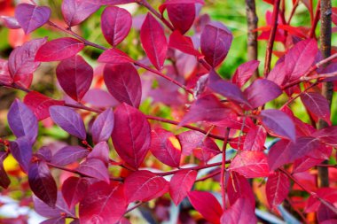 Sonbaharda dalda Euonymus çalılarının kırmızı yaprakları. Renkli sonbahar arkaplanı