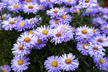 Mavi Paskalya bayramı ya da kasımpatı, çiçek arkaplanı