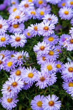 Mavi Paskalya bayramı ya da kasımpatı, çiçek arkaplanı