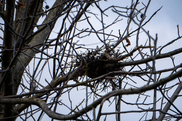 Herbst Äste Und Vogelnest Auf Baum Bewölkten Himmel Hintergrund — Stockfoto