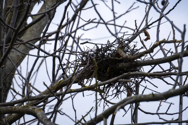 Ein Vogelnest Auf Dem Baum Mit Umgefallenen Blättern Vogelökosystem Hintergrund — Stockfoto