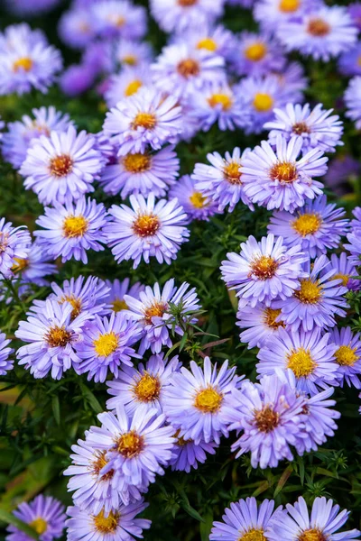 Blu Aster Perenne Crisantemi Sfondo Floreale — Foto Stock