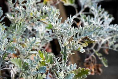 Yeşil Organik Doğal geçmiş. Öğlen bahçede. Bahçe bitkileri. 