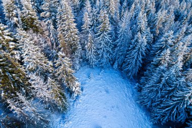 Aerial view of coniferous forest covered with shiny snow in the middle of winter. Curved river between mountains. Top view on snow-covered old spruce forest.