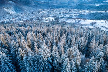 Aerial view of coniferous forest covered with shiny snow in the middle of winter. Curved river between mountains. Top view on snow-covered old spruce forest.
