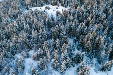Aerial view of coniferous forest covered with shiny snow in the middle of winter. Curved river between mountains. Top view on snow-covered old spruce forest.