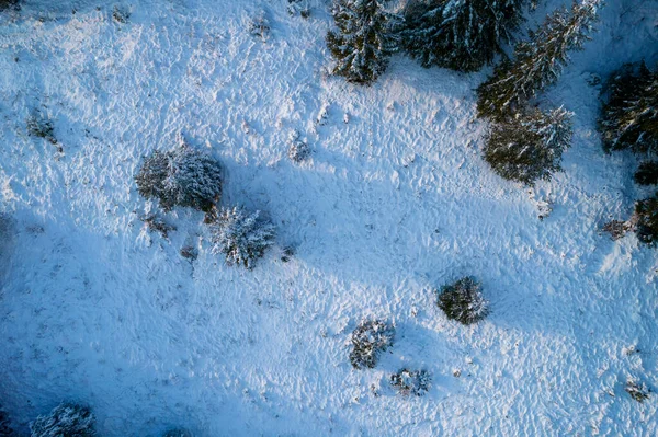 Aerial View Coniferous Forest Covered Shiny Snow Middle Winter Curved — Zdjęcie stockowe