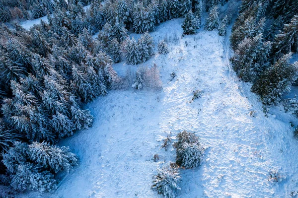 Aerial View Coniferous Forest Covered Shiny Snow Middle Winter Curved — Fotografia de Stock