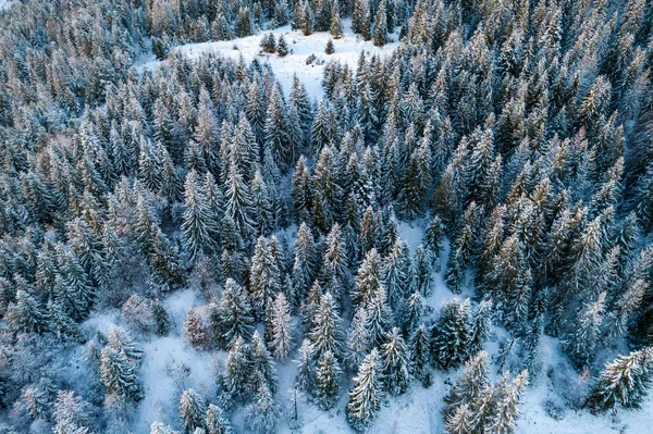 Aerial view of coniferous forest covered with shiny snow in the middle of winter. Curved river between mountains. Top view on snow-covered old spruce forest.