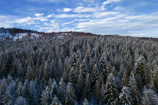 Aerial View Coniferous Forest Covered Shiny Snow Middle Winter Curved — Fotografia de Stock