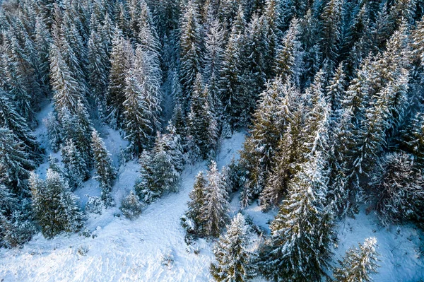 Aerial View Coniferous Forest Covered Shiny Snow Middle Winter Curved — Stockfoto