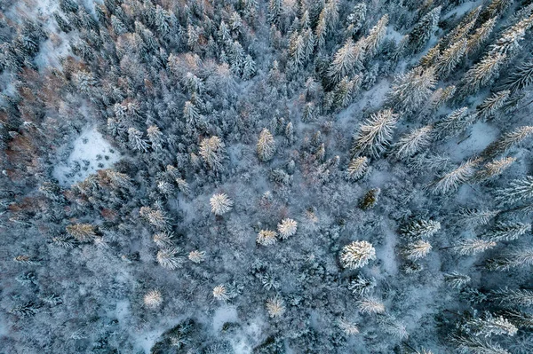 Aerial view of coniferous forest covered with shiny snow in the middle of winter. Curved river between mountains. Top view on snow-covered old spruce forest.