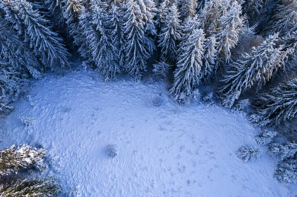 Aerial View Coniferous Forest Covered Shiny Snow Middle Winter Curved — Stockfoto