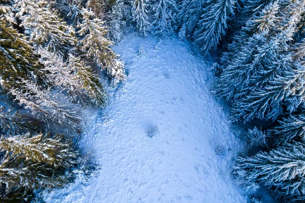 Aerial View Coniferous Forest Covered Shiny Snow Middle Winter Curved — Stockfoto