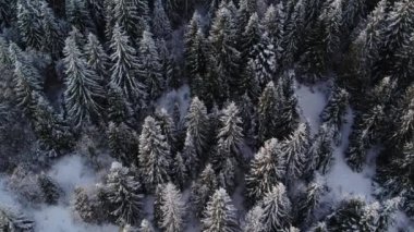 Kışın ortasında parlak karla kaplı kozalaklı ormanın havadan görünüşü. Karla kaplı yaşlı ladin ormanının en üst manzarası.