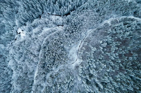 Aerial View Coniferous Forest Covered Shiny Snow Middle Winter Curved — Stockfoto