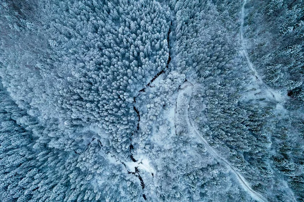 Aerial View Coniferous Forest Covered Shiny Snow Middle Winter Curved — 图库照片