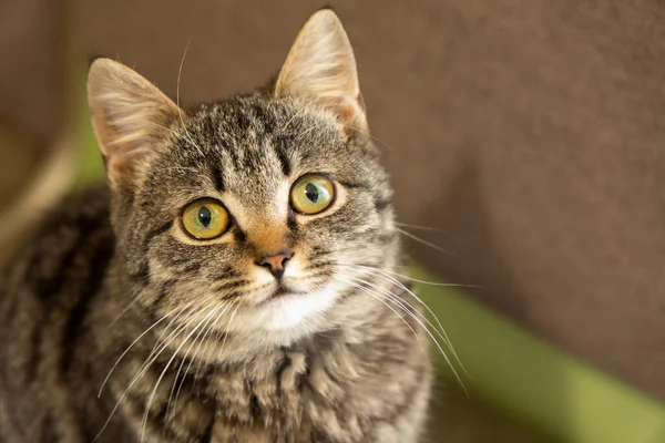 Precioso Gato Marrón Tabby Mirando Directamente Cámara — Foto de Stock