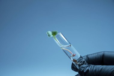 İçi sıvı ve mikro yeşillik dolu saydam cam test tüplerinin yakın görüntüsü. Arka planda izole edilmiş. Laboratuvarda mikroçim yetiştiriyorum. Sağlıklı gıda konsepti büyüyor.